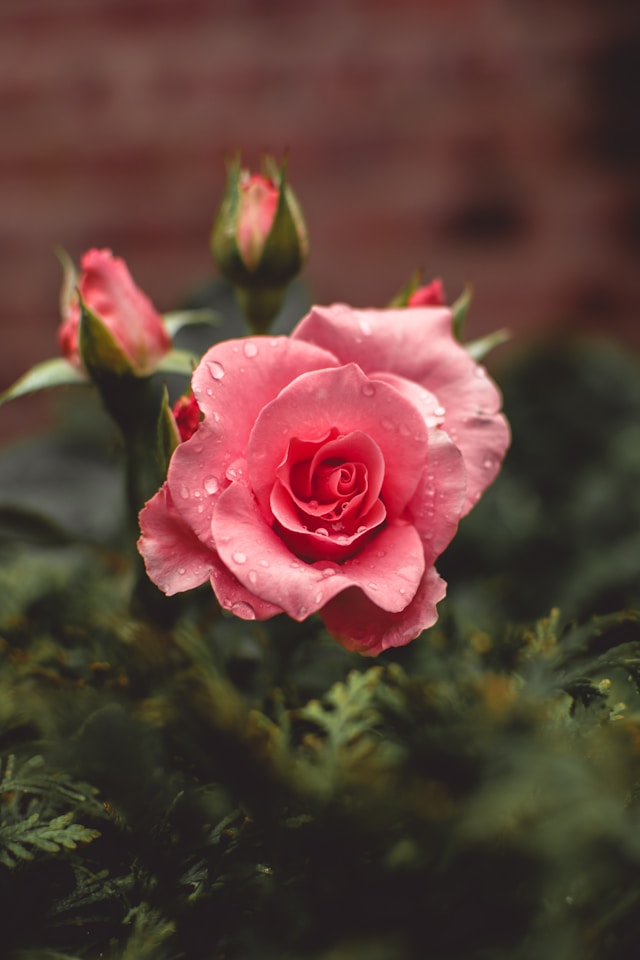 Pink bouquet wrapped in cream paper with layered flowers